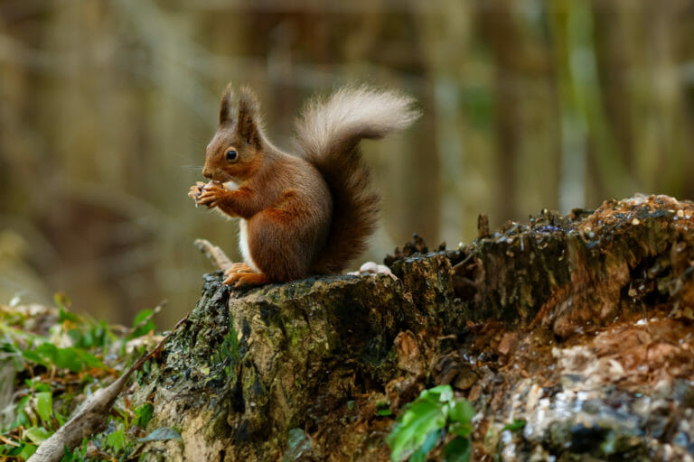Photographie à l&rsquo;ère de l&rsquo;Intelligence Artificielle