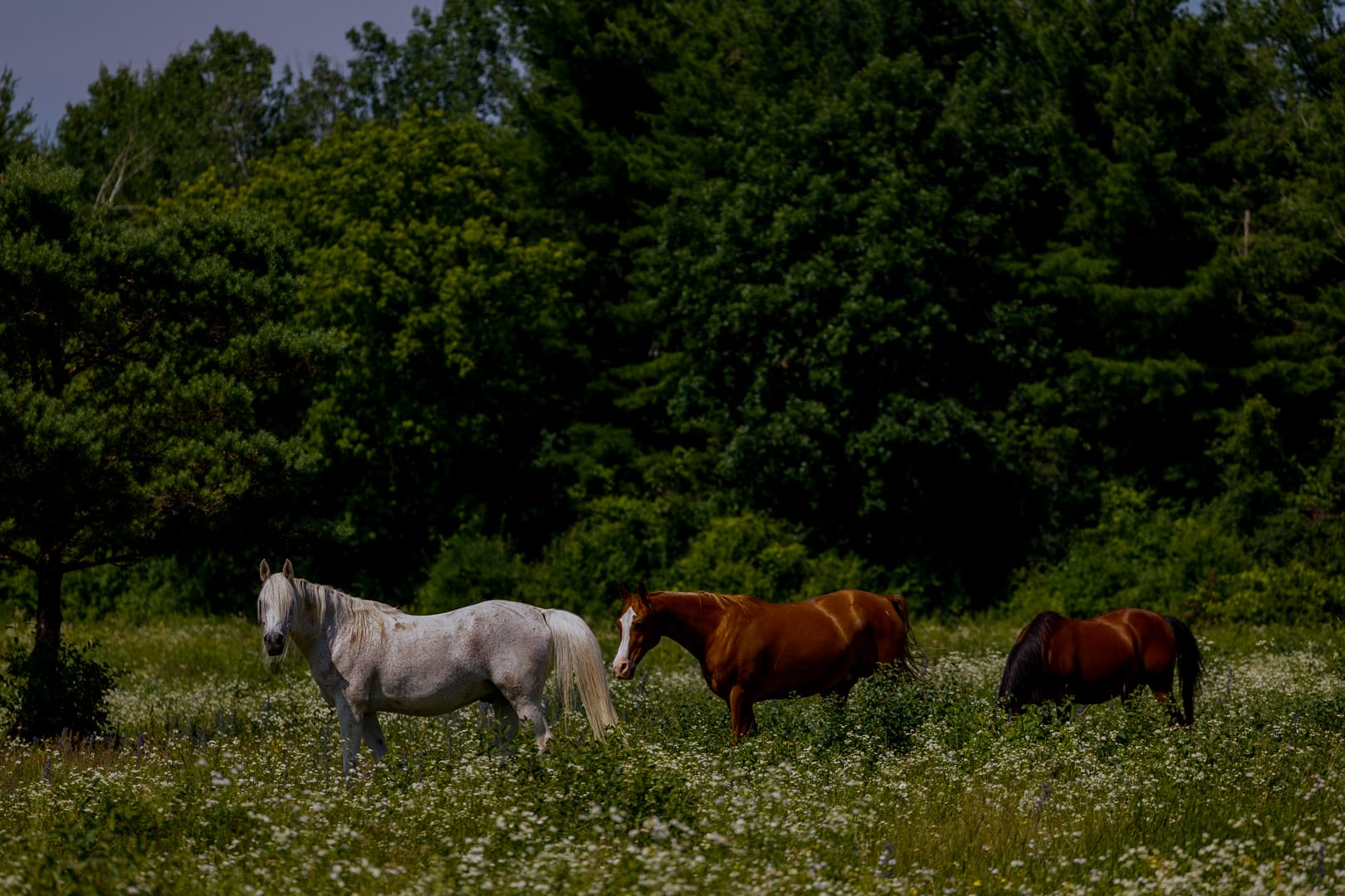 Comprendre et Utiliser l'Histogramme