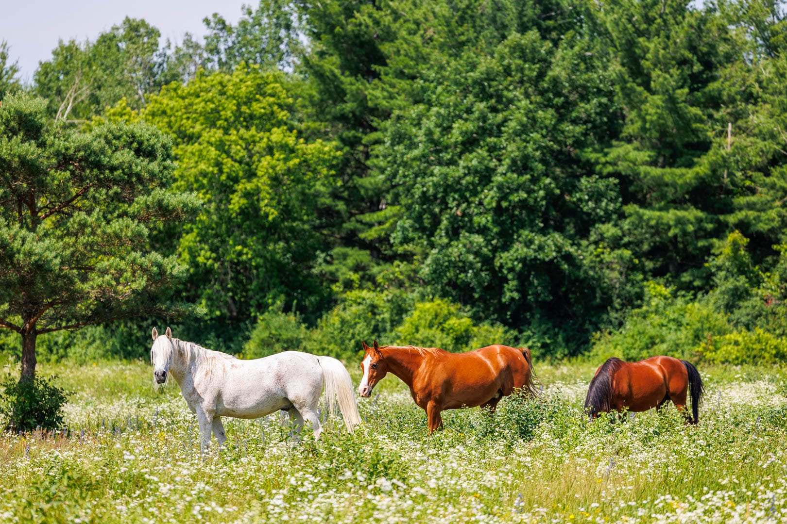 Comprendre et Utiliser l'Histogramme