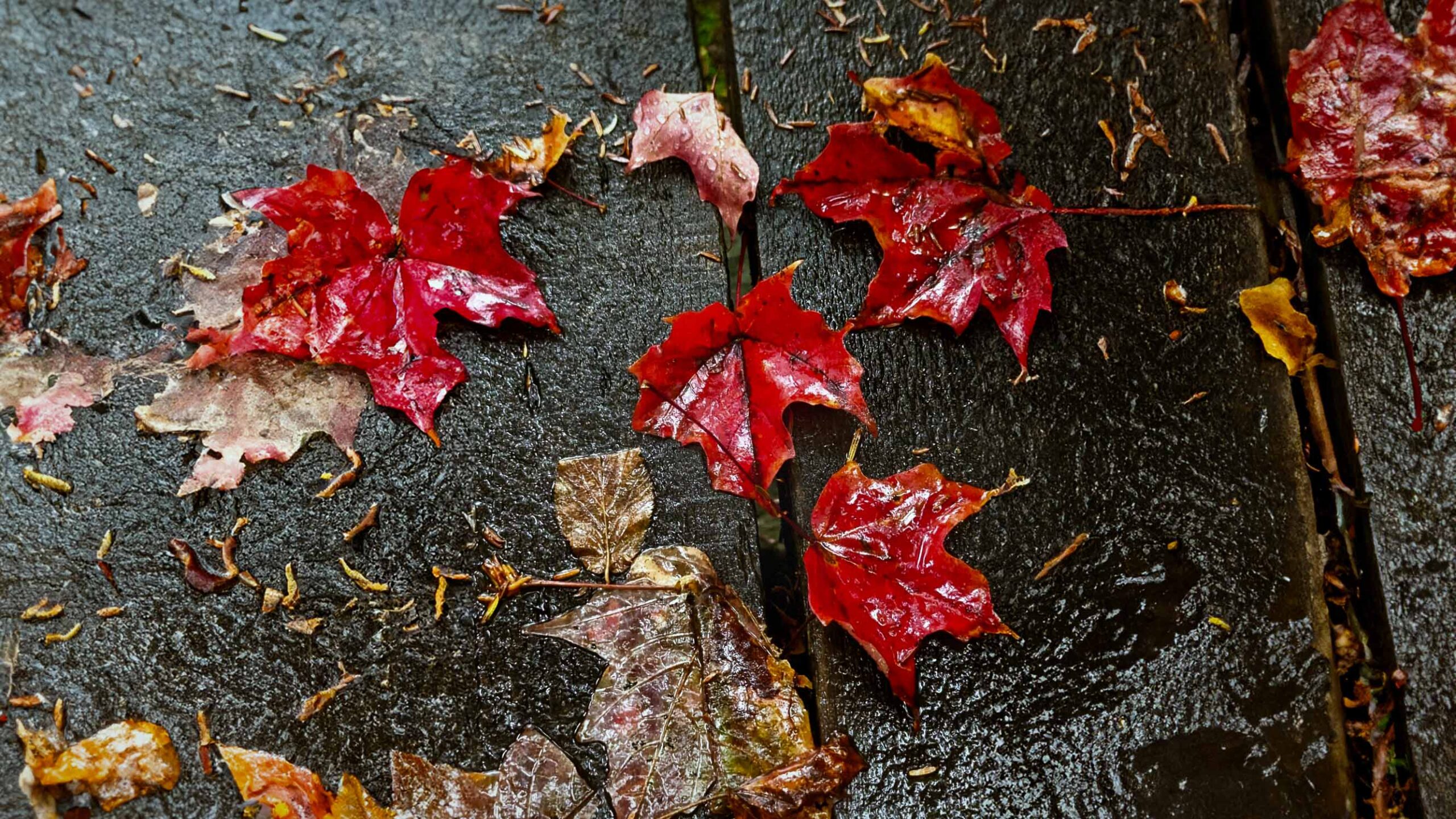 Journée pluvieuse dans le parc de la Gatineau