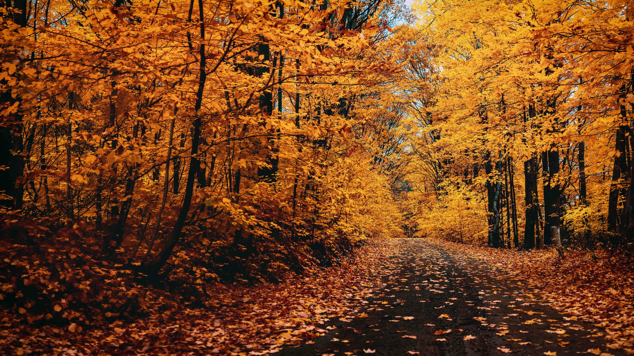 Sentier bordé d'arbres aux couleurs d'automne vives