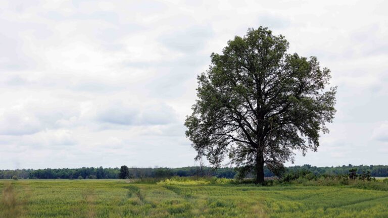 Voir la lumière avant de déclencher : l'art de ralentir son regard