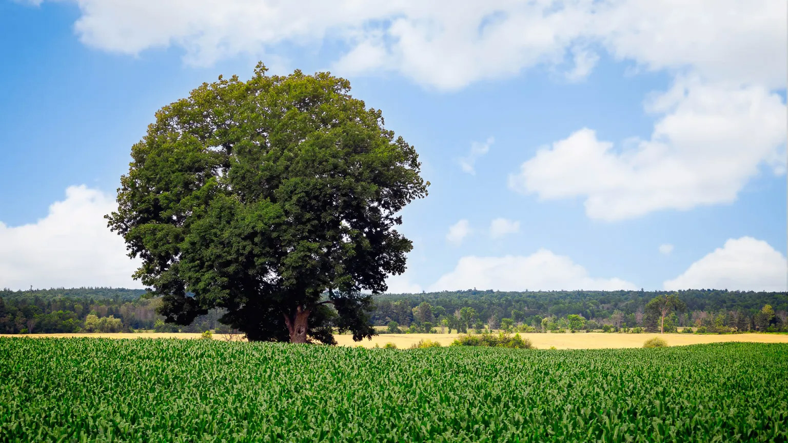 Voir la lumière avant de déclencher  l'art de ralentir son regard