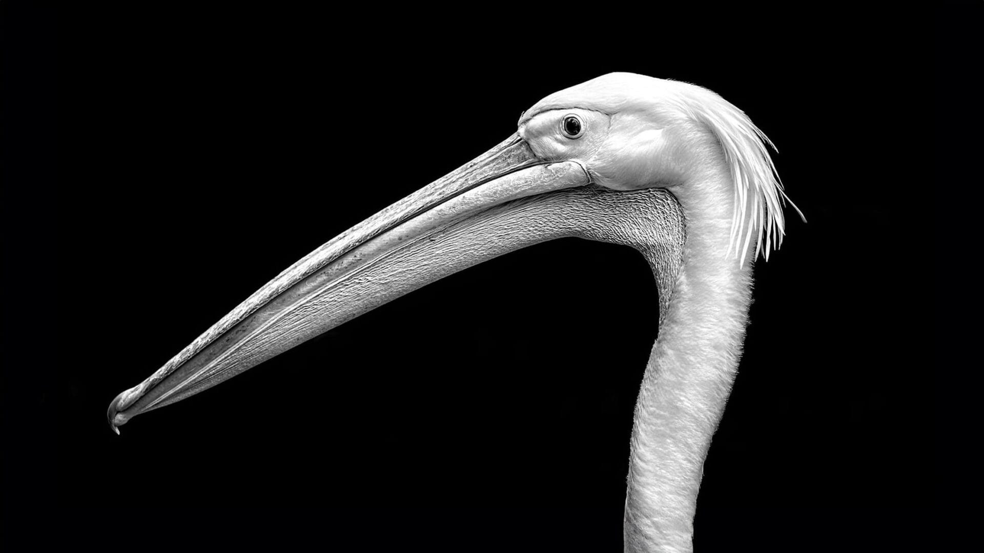 Techniques pour la Photo Noir et Blanc