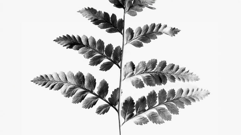 Maîtriser l&rsquo;art de la photographie en noir et blanc